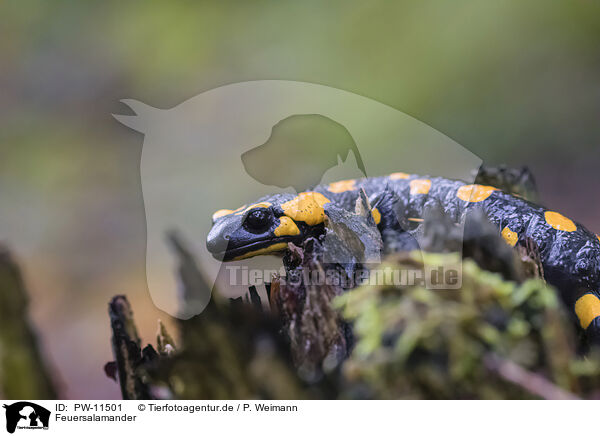 Feuersalamander / Fire Salamander / PW-11501