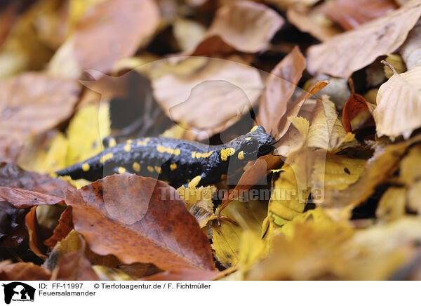 Feuersalamander / fire salamander / FF-11997