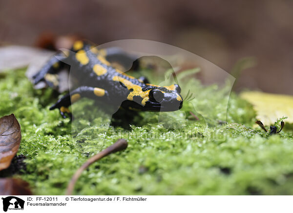 Feuersalamander / fire salamander / FF-12011