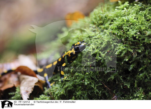 Feuersalamander / fire salamander / FF-12012