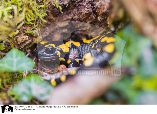 Feuersalamander / fire salamander / PW-12866