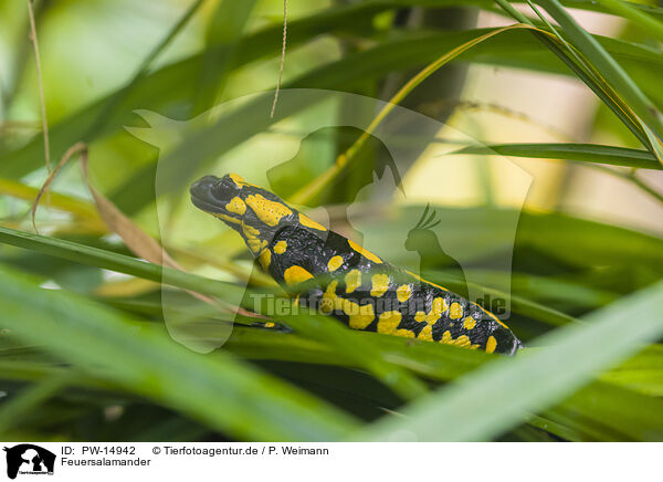 Feuersalamander / fire salamander / PW-14942