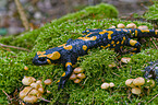 Feuersalamander