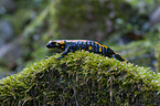 Feuersalamander