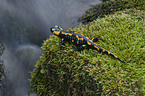 Feuersalamander