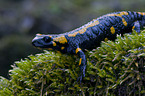 Feuersalamander