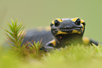 Feuersalamander