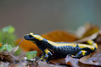 Feuersalamander