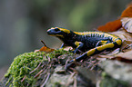 Feuersalamander