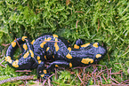 Feuersalamander