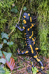 Feuersalamander