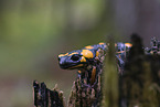 Feuersalamander