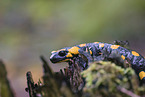 Feuersalamander