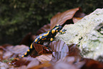 Feuersalamander