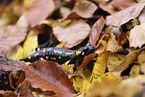 Feuersalamander