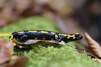 Feuersalamander