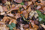 Feuersalamander