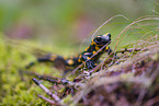 Feuersalamander