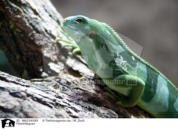 Fidschileguan / Fiji iguana / MAZ-04589