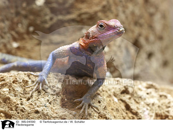 Fliederagame / Mwanza Flat-headed Rock Agama / WS-04590