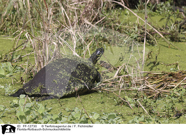 Florida-Rotbauch-Schmuckschildkrte / FF-12730