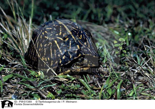 Florida Dosenschildkrte / Florida Box Turtle / PW-01389