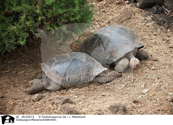 Galapagos-Riesenschildkrten / galapagos giant tortoises / JR-02614