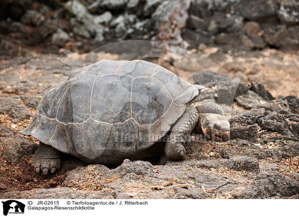 Galapagos-Riesenschildkrte / galapagos giant tortoise / JR-02615