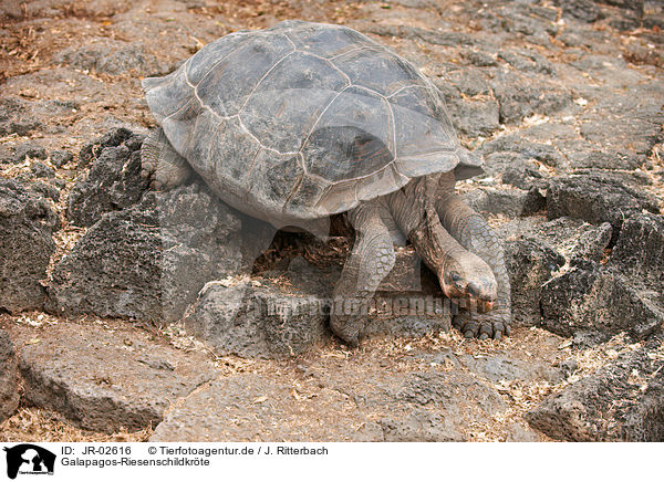 Galapagos-Riesenschildkrte / galapagos giant tortoise / JR-02616