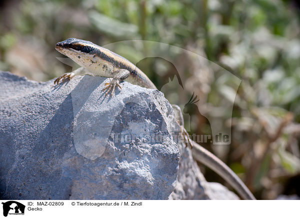 Gecko / lizard / MAZ-02809