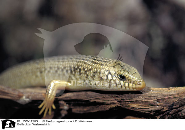 Gefleckter Walzenskink / PW-01303