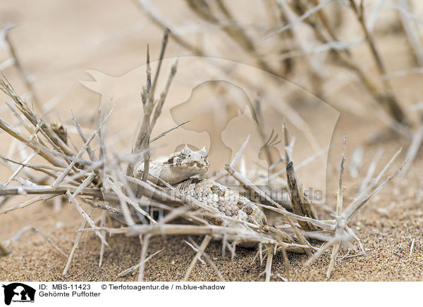 Gehrnte Puffotter / horned viper / MBS-11423