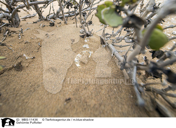 Gehrnte Puffotter / horned viper / MBS-11436