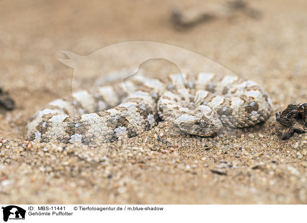 Gehrnte Puffotter / horned viper / MBS-11441