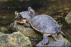 Gelbbauch-Schmuckschildkrten