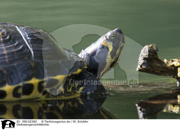 Gelbwangenschildkrte / WS-02380