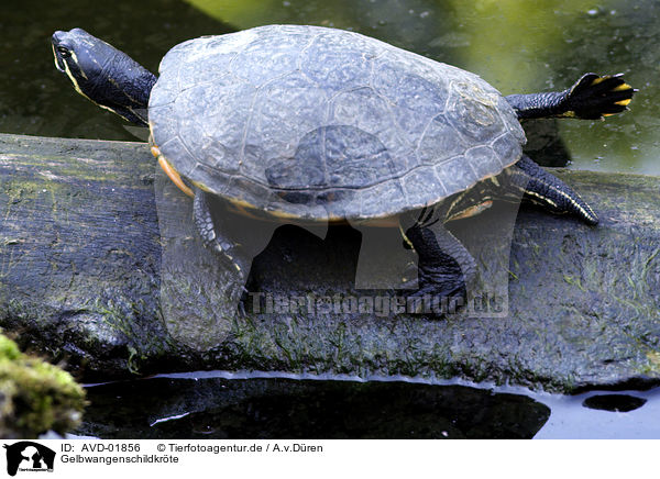 Gelbwangenschildkrte / turtle / AVD-01856