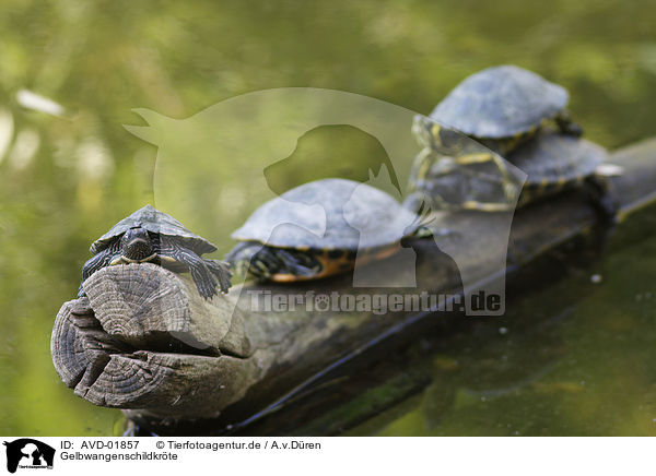 Gelbwangenschildkrte / turtle / AVD-01857