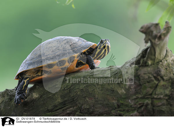 Gelbwangen-Schmuckschildkrte / cooter turtle / DV-01878
