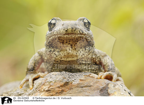 Gemeine Geburtshelferkrte / midwife toad / DV-02565