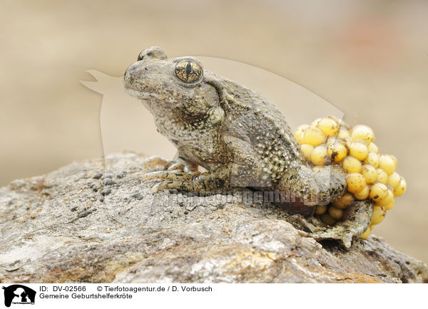 Gemeine Geburtshelferkrte / DV-02566