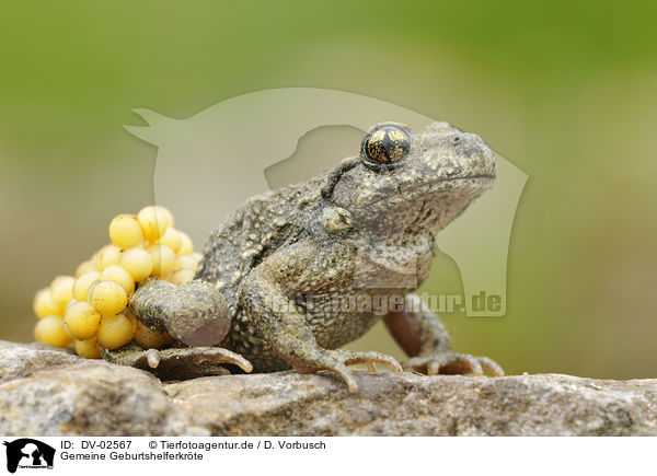 Gemeine Geburtshelferkrte / midwife toad / DV-02567