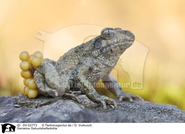 Gemeine Geburtshelferkrte / midwife toad / DV-02773