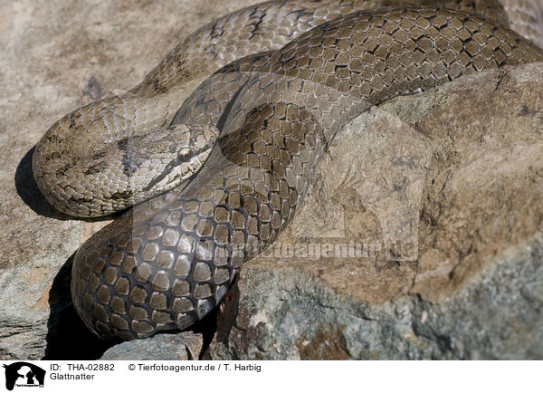 Glattnatter / smooth snake / THA-02882