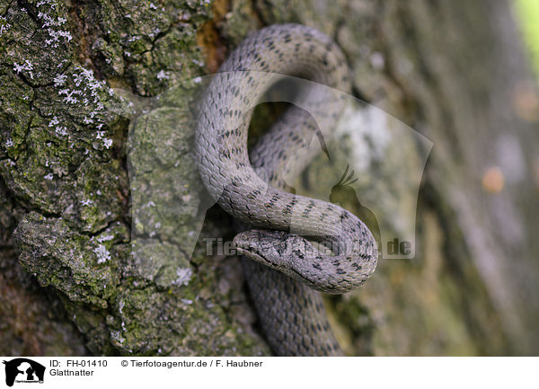 Glattnatter / Smooth Snake / FH-01410