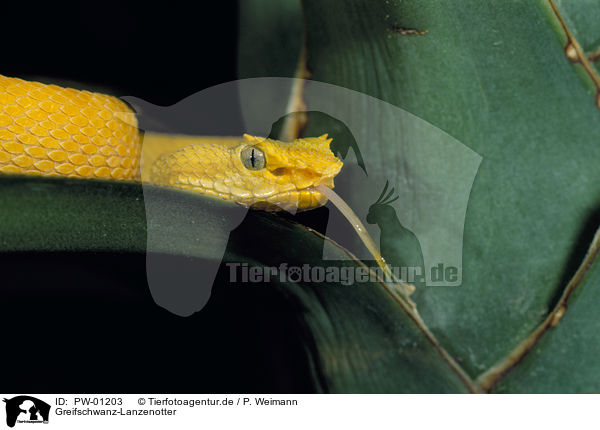 Greifschwanz-Lanzenotter / eyelash viper / PW-01203