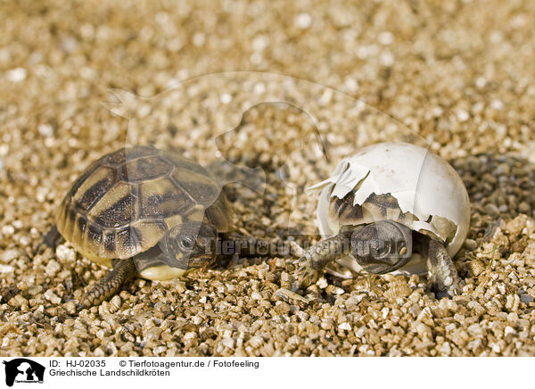 Griechische Landschildkrten / Hermanns Tortoises / HJ-02035
