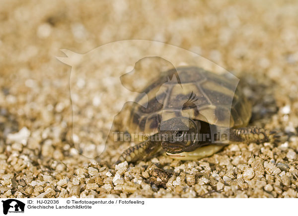 Griechische Landschildkrte / Hermanns Tortoise / HJ-02036