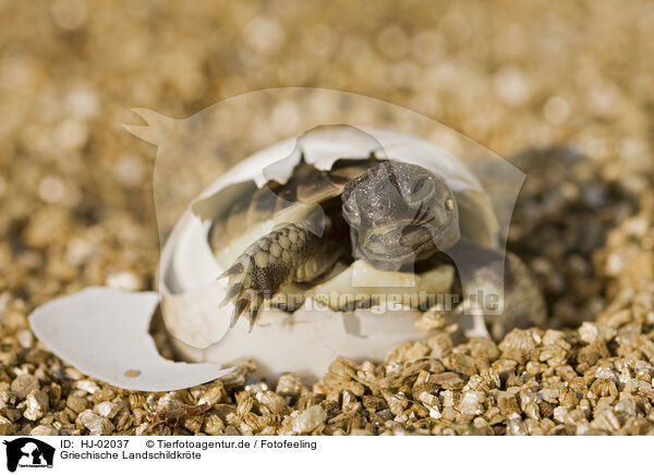 Griechische Landschildkrte / HJ-02037