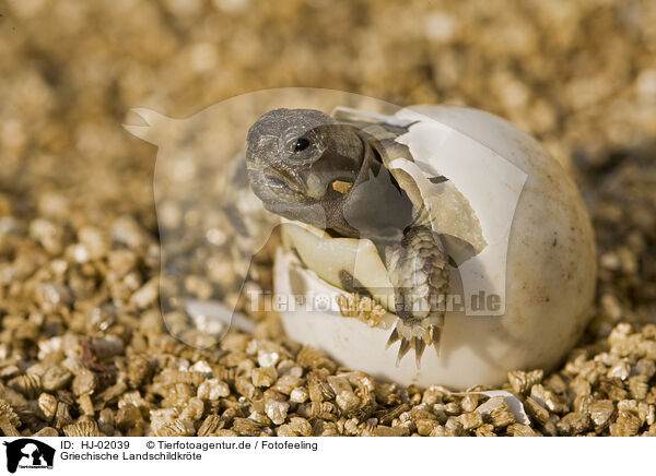 Griechische Landschildkrte / Hermanns Tortoise / HJ-02039